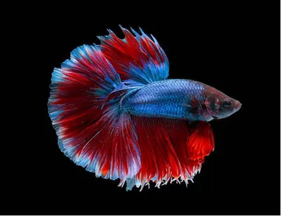 Sklep Zoologiczny Tropical Zoo Expert